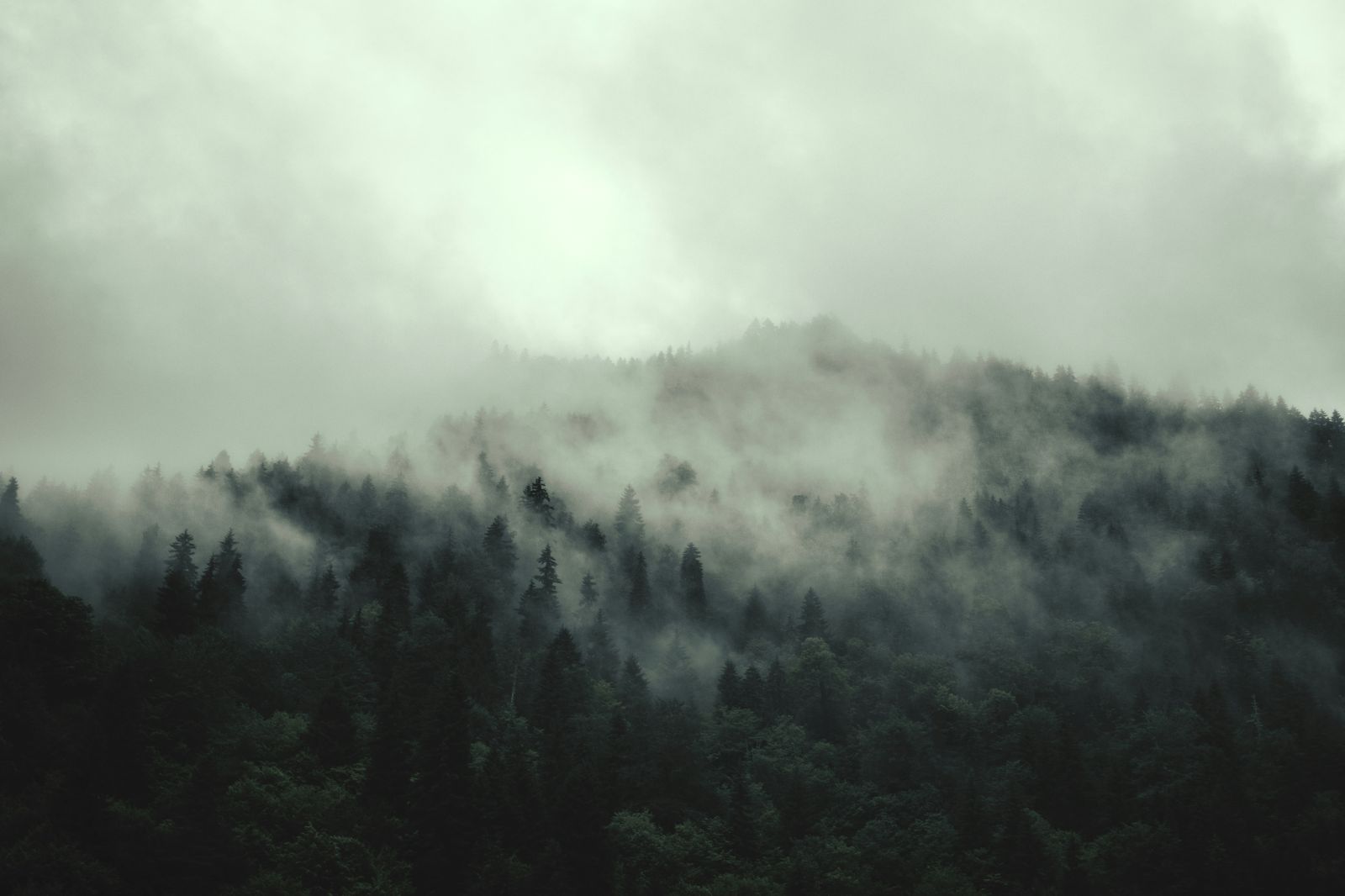 Misty forest landscape